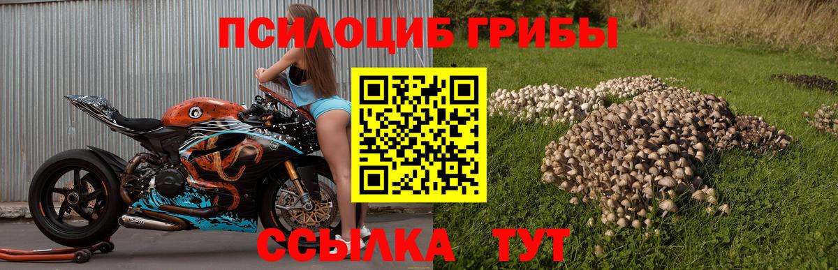 Галлюциногенные грибы Psilocybine cubensis Новошахтинск